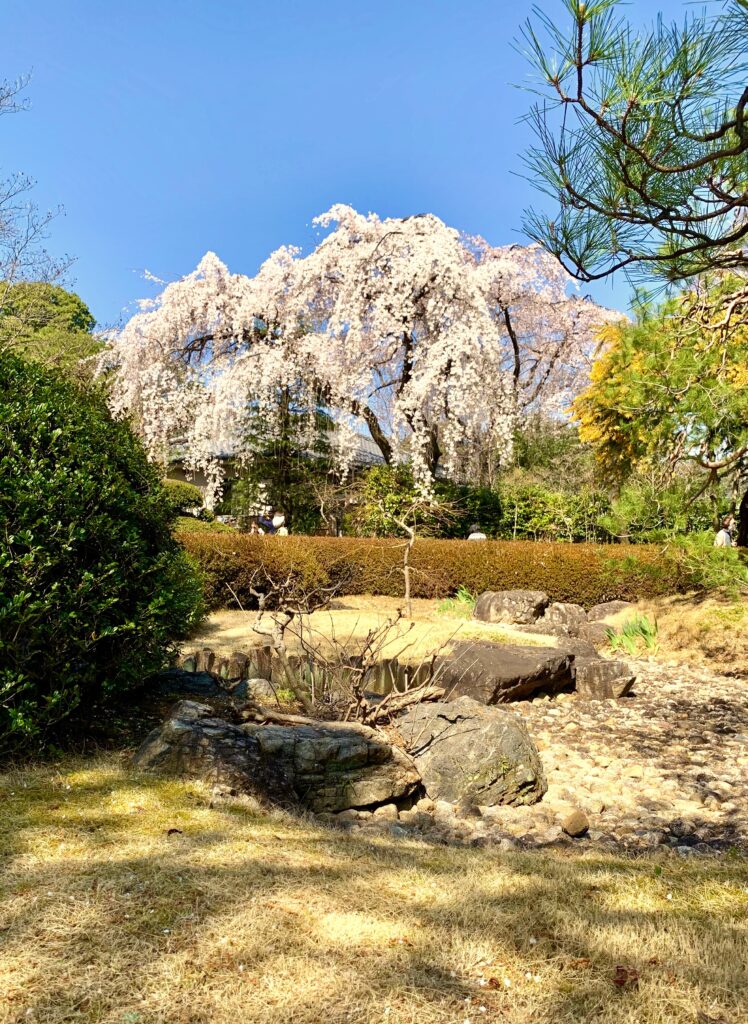 中院