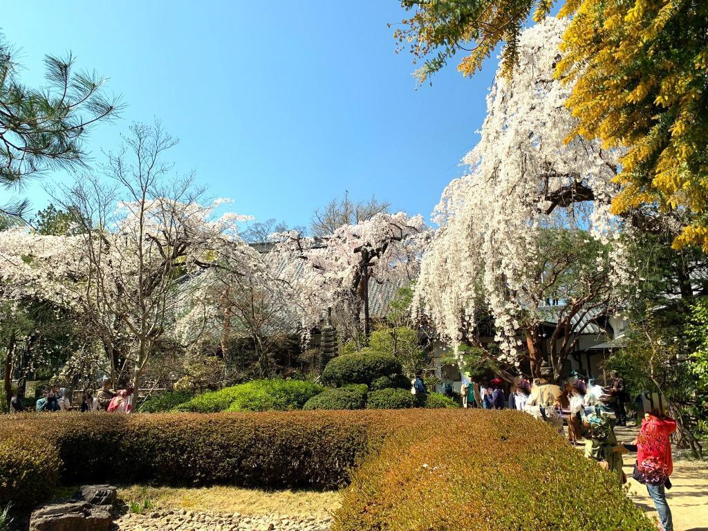 中院