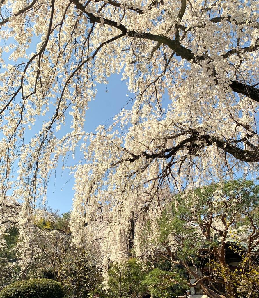 中院