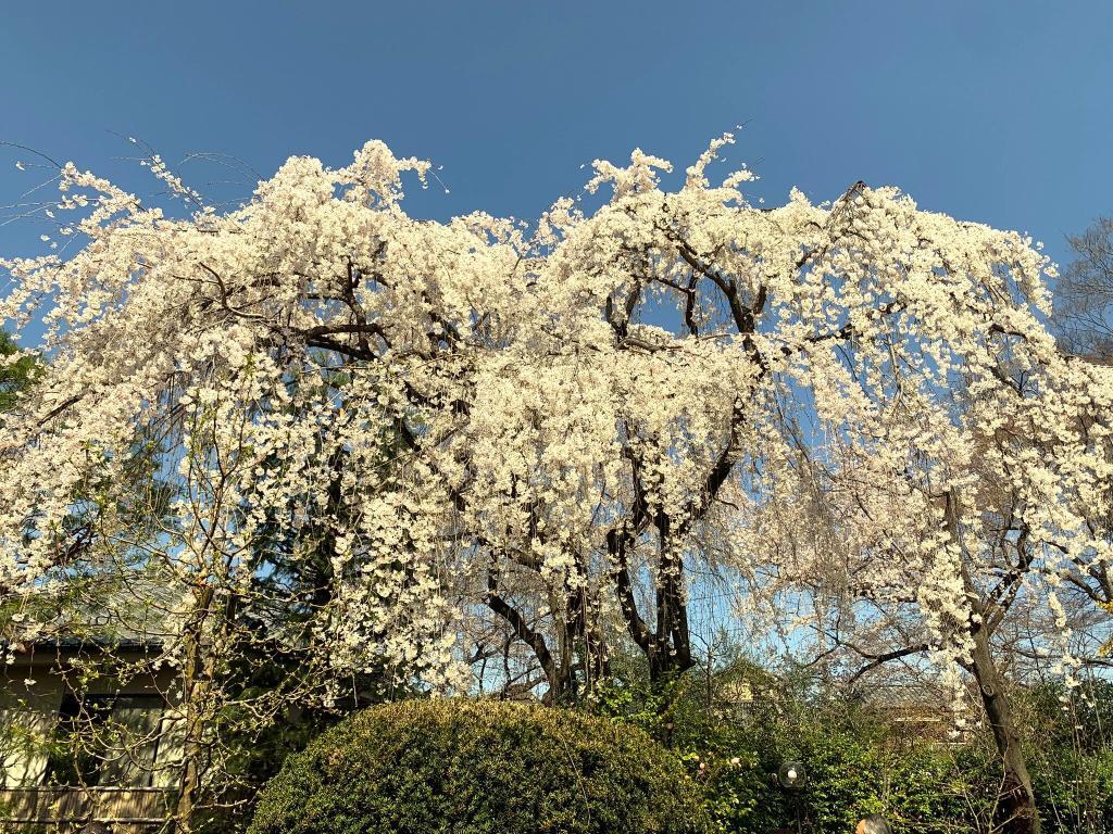 中院