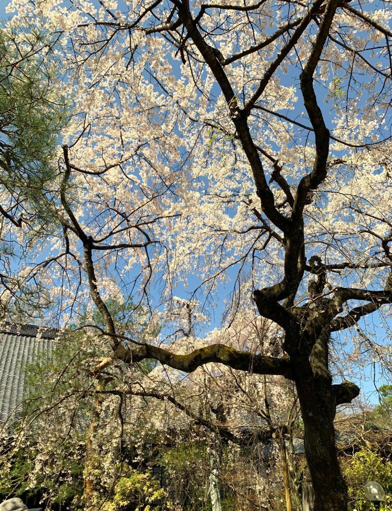 中院