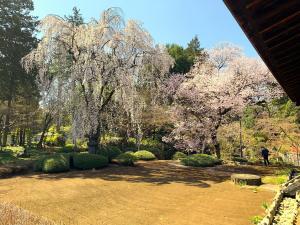 桜の季節の川越・喜多院 (客殿(有料エリア)より)