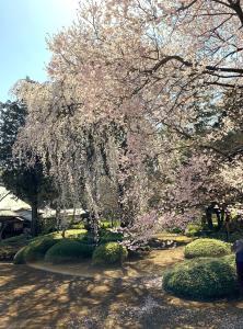 桜の季節の川越・喜多院 (客殿(有料エリア)より)