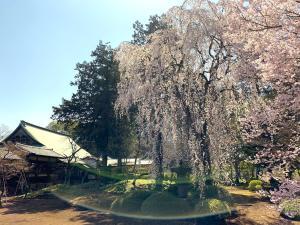 桜の季節の川越・喜多院 (客殿(有料エリア)より)