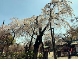 川越 喜多院 櫻の季節