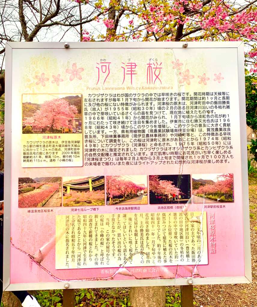 河津