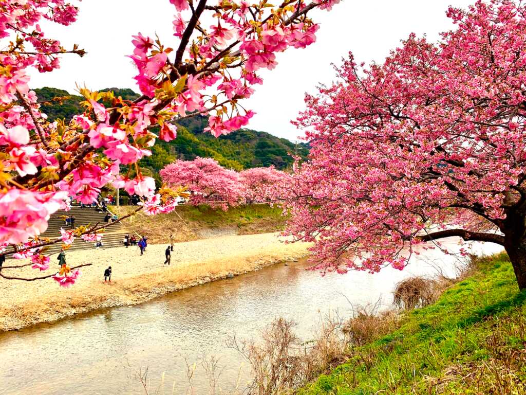 河津桜