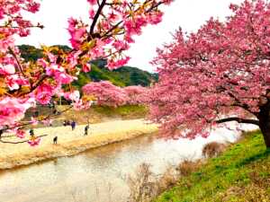 河津桜