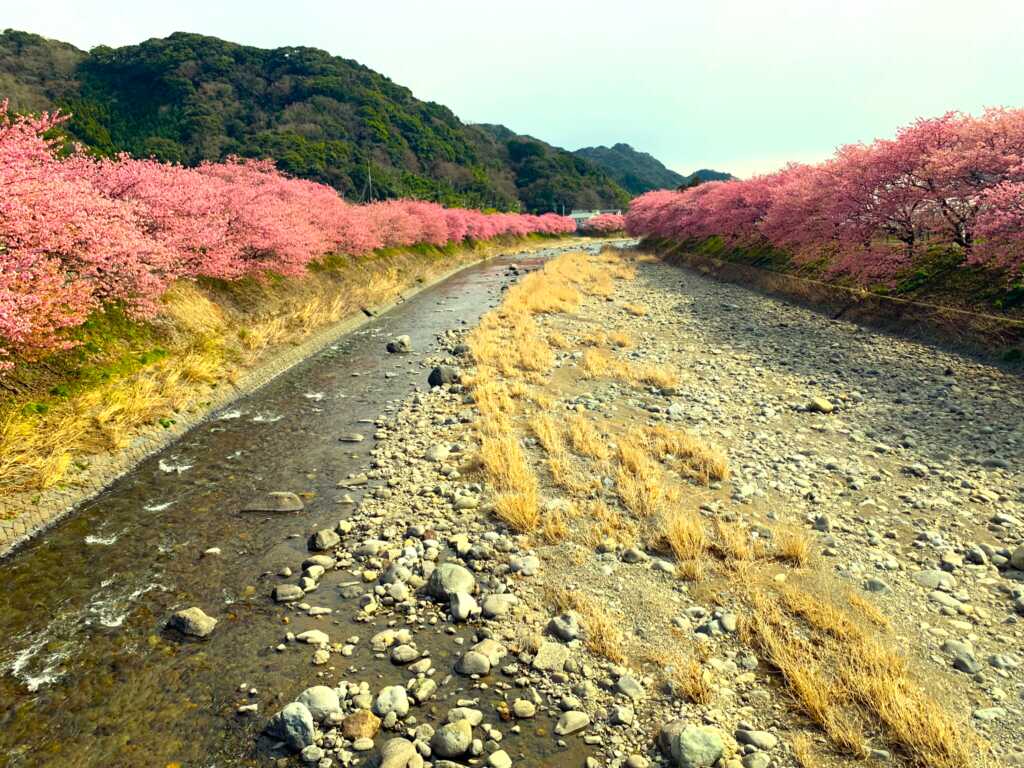 河津
