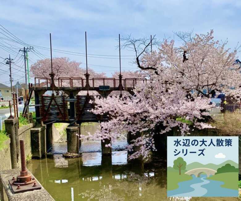 水辺の大人散策シリーズ　川越 新河岸川 桜　田谷堰