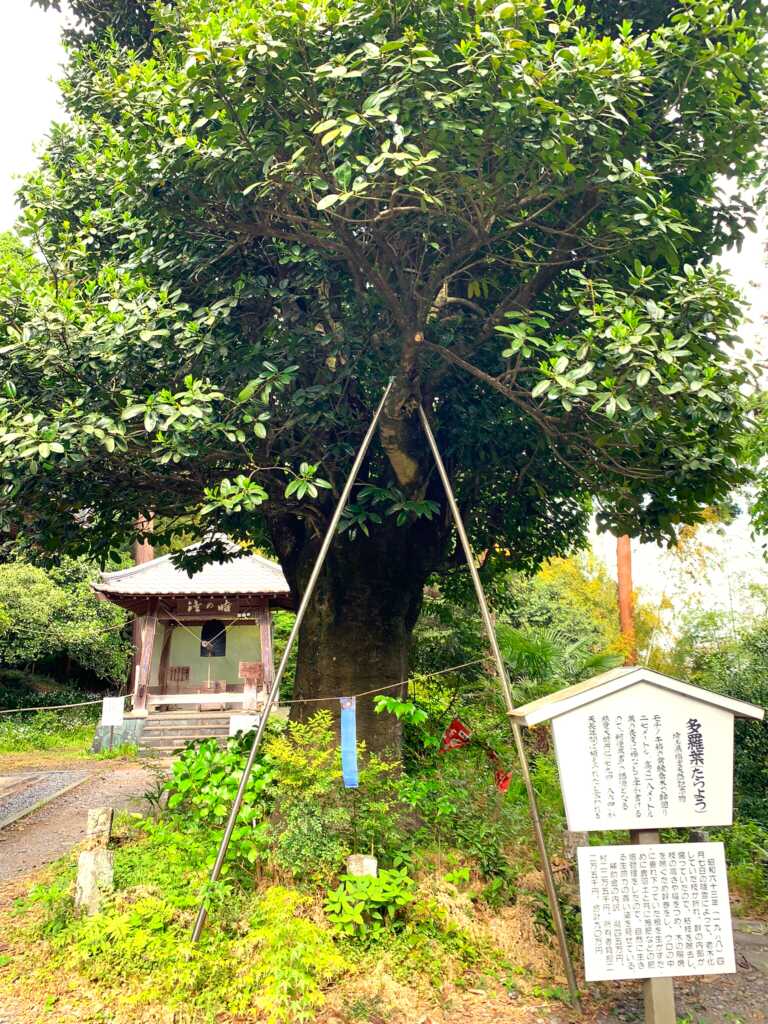 慈光寺