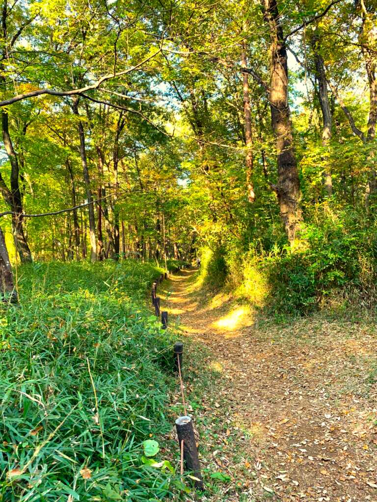 森林公園