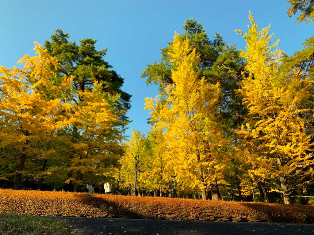 森林公園