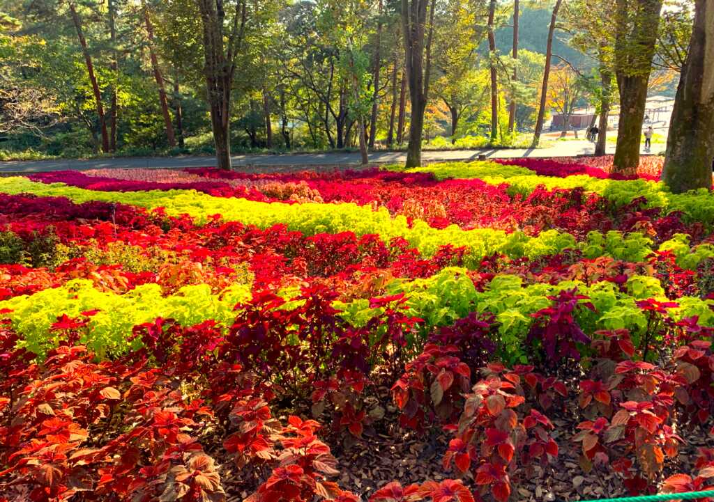 森林公園