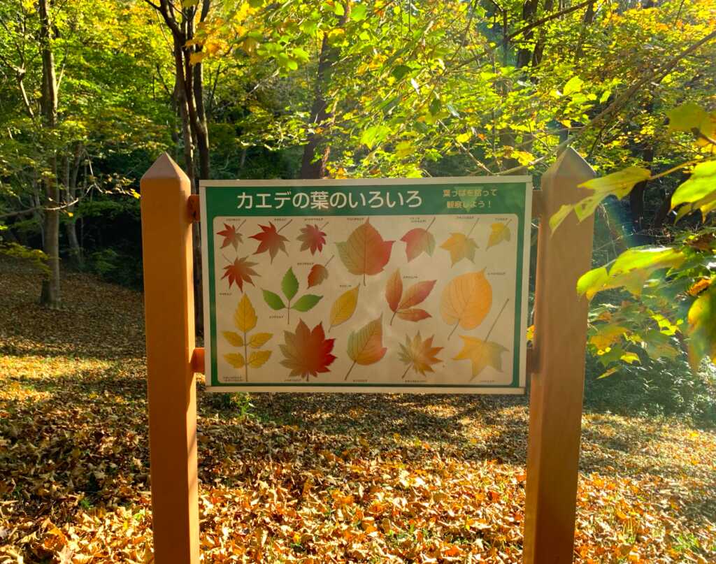 森林公園