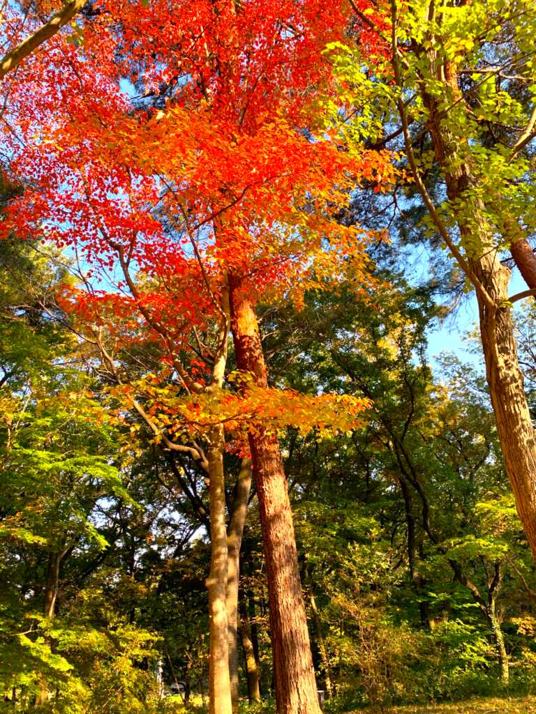 森林公園