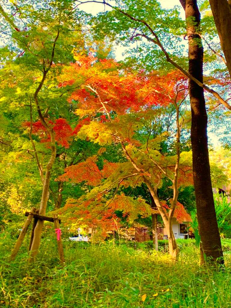 森林公園