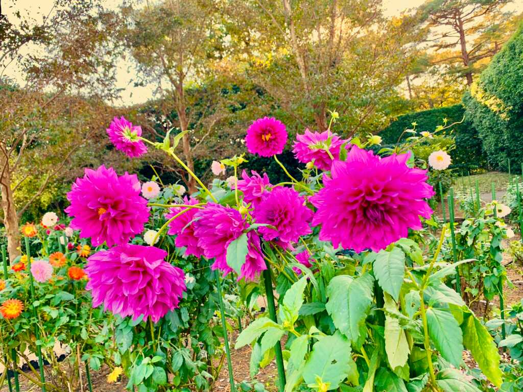 森林公園