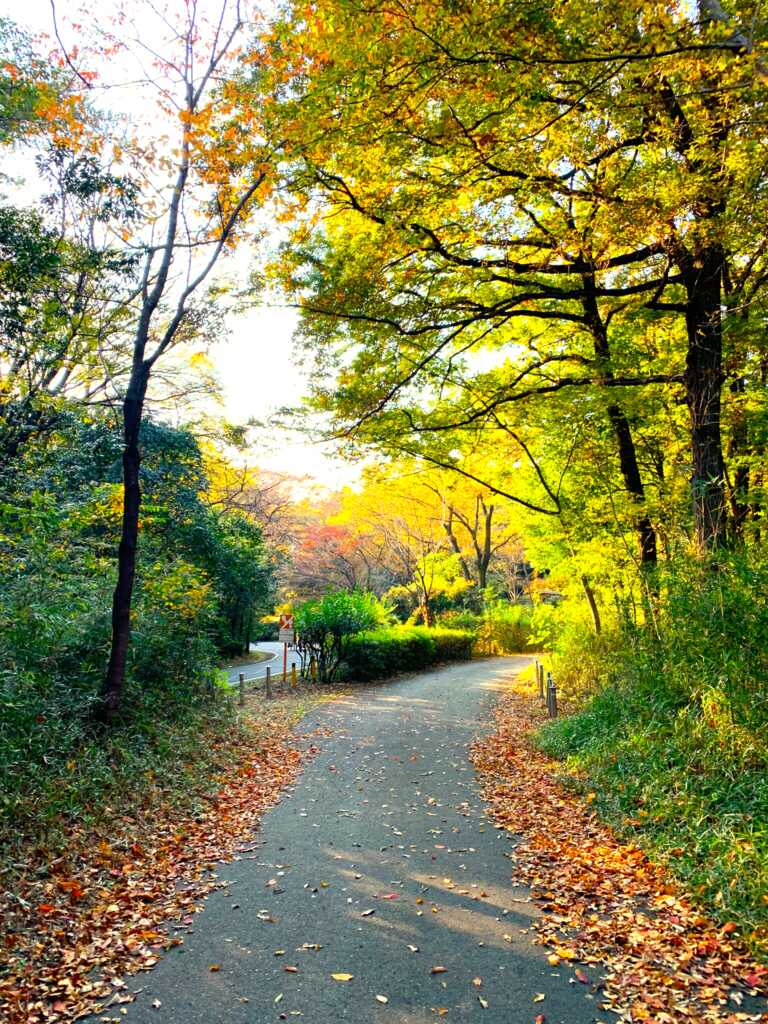 森林公園