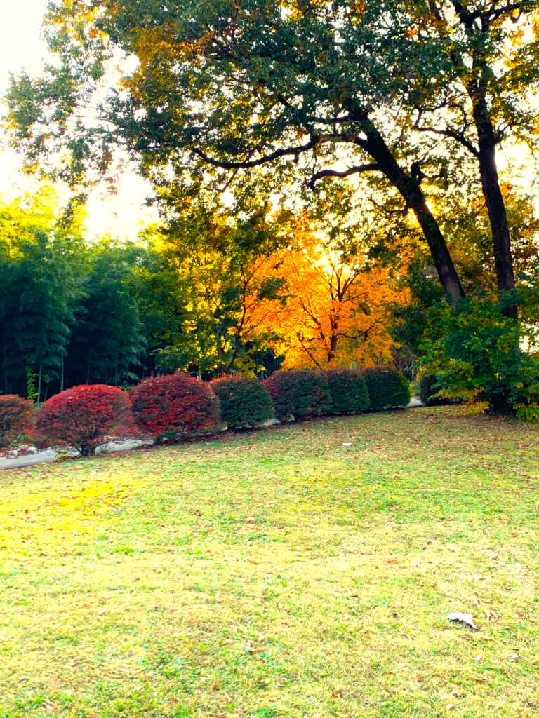 森林公園