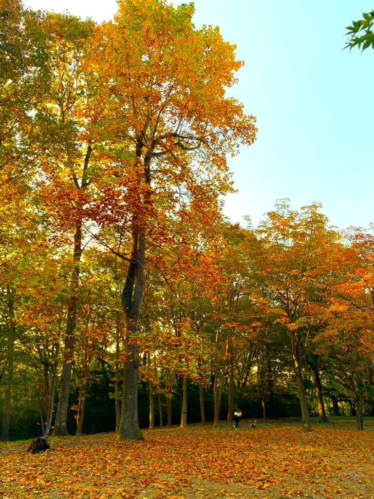 森林公園