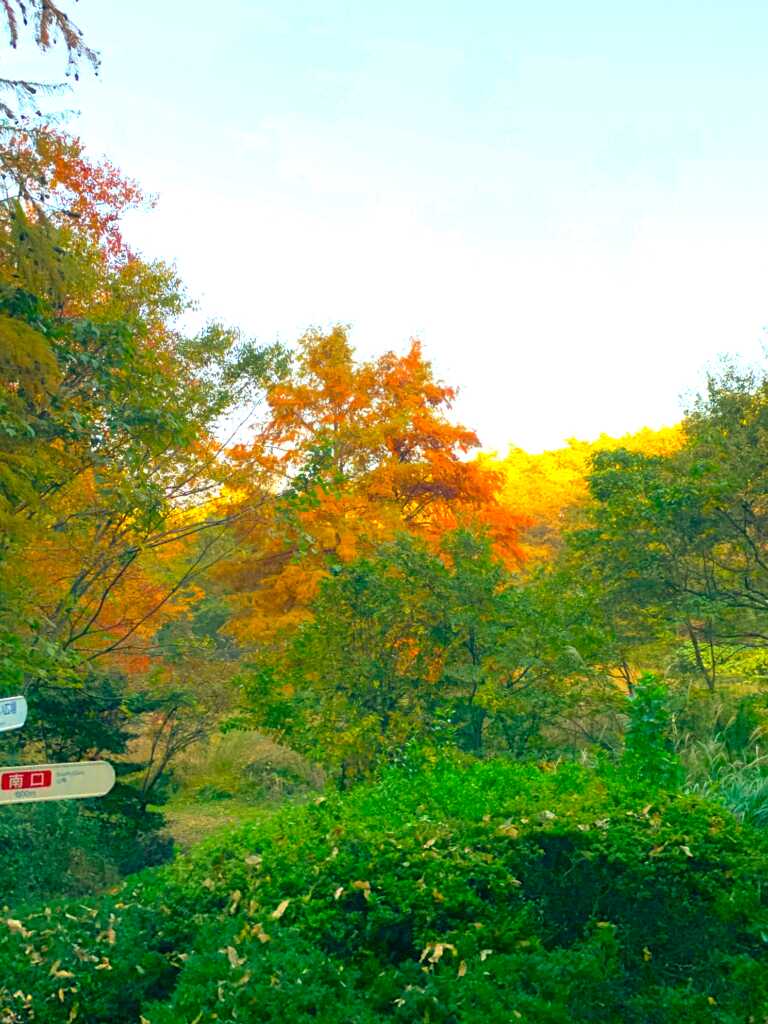 森林公園