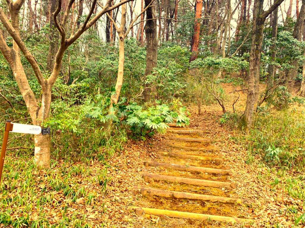 森林公園