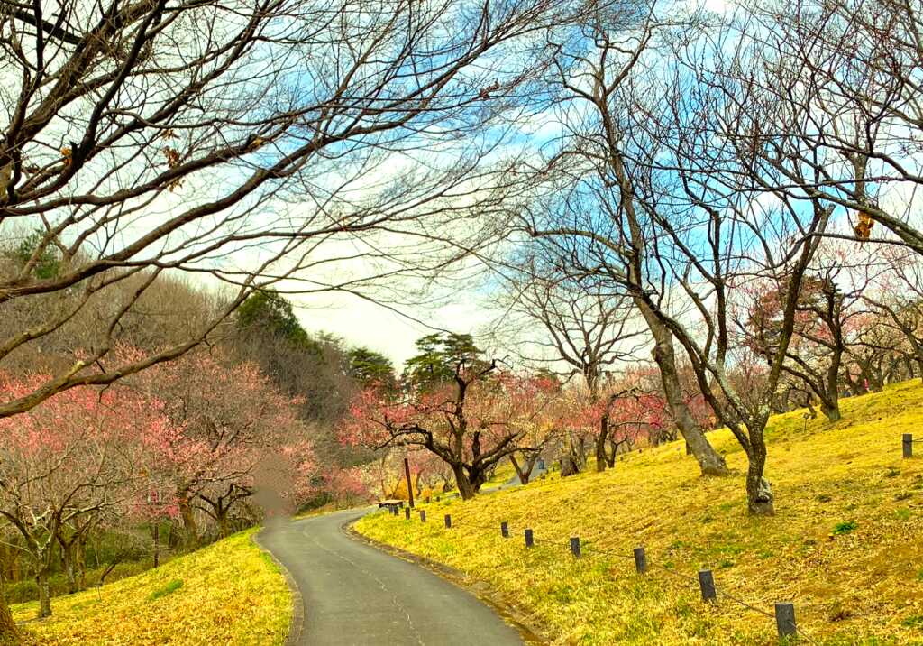 森林公園