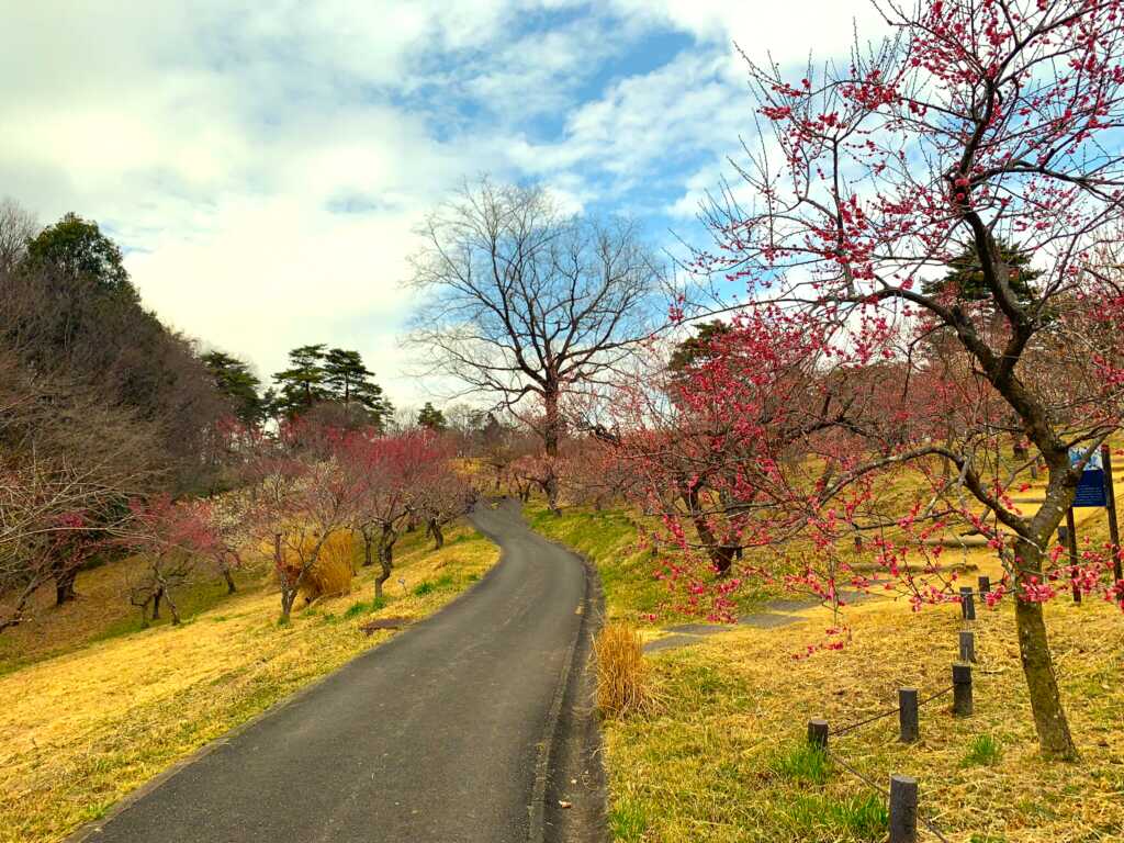 森林公園