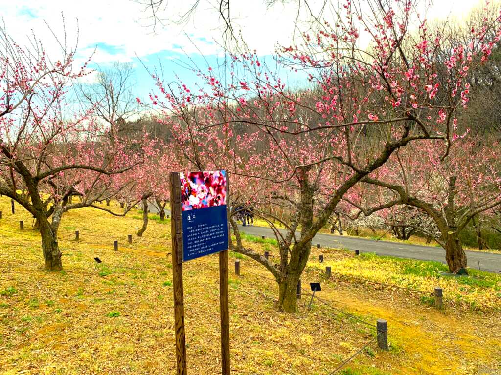森林公園