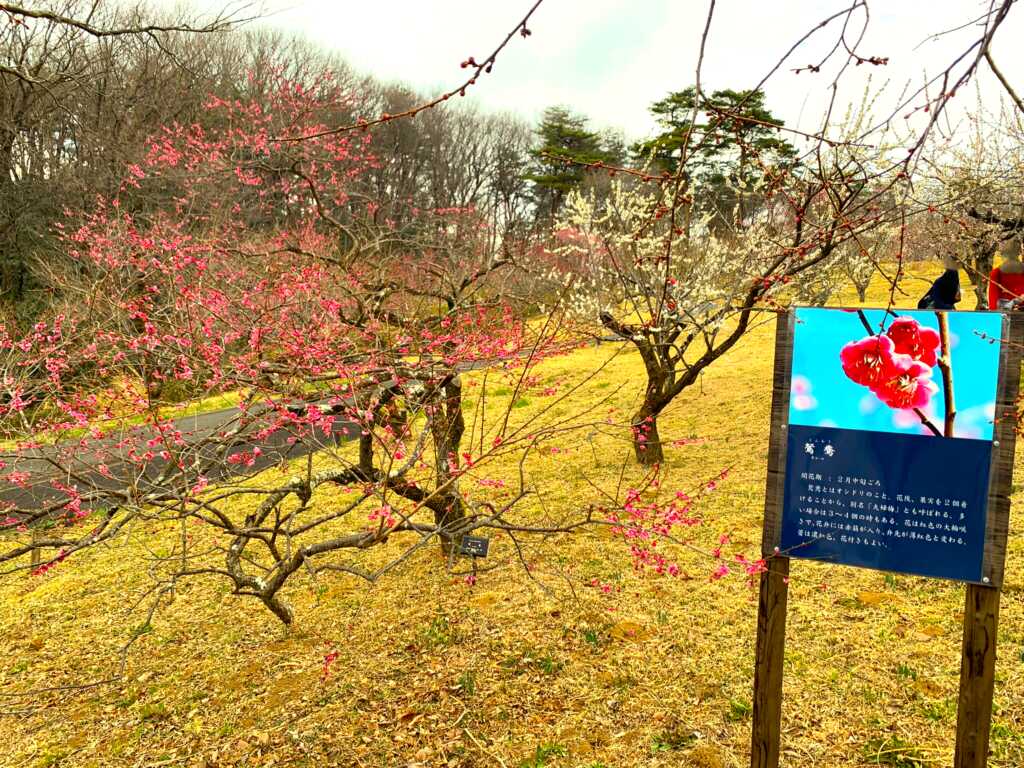森林公園