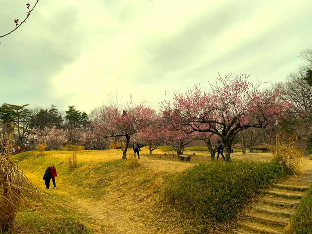 森林公園