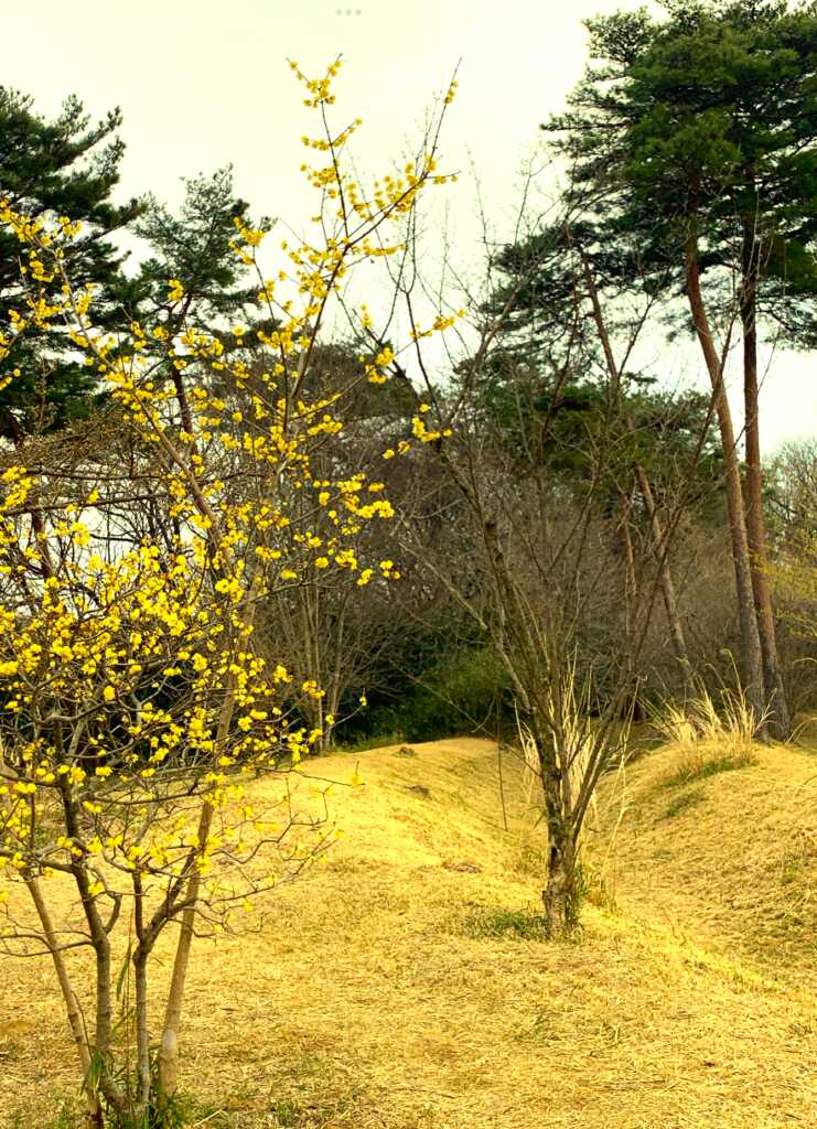 森林公園