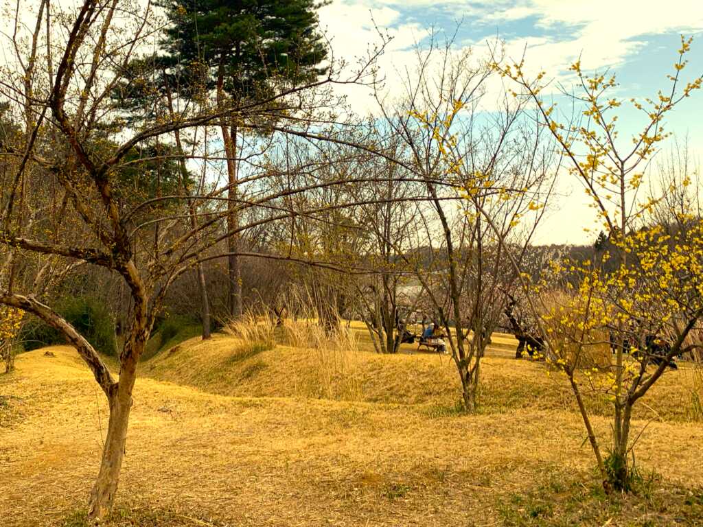 森林公園