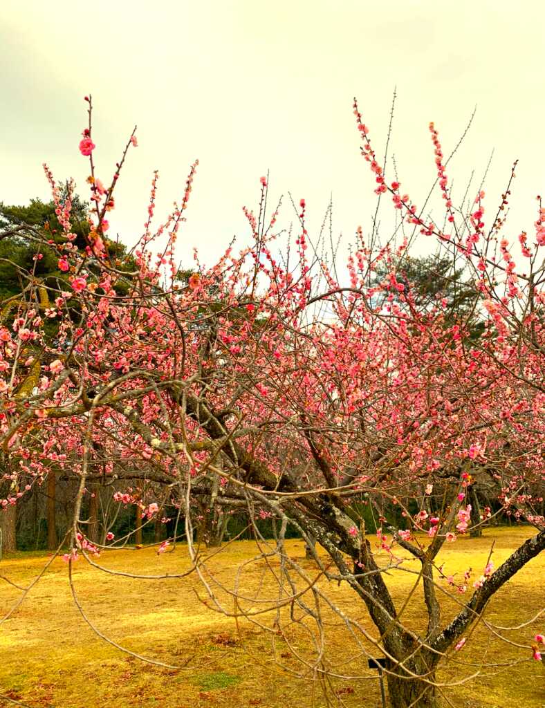 森林公園