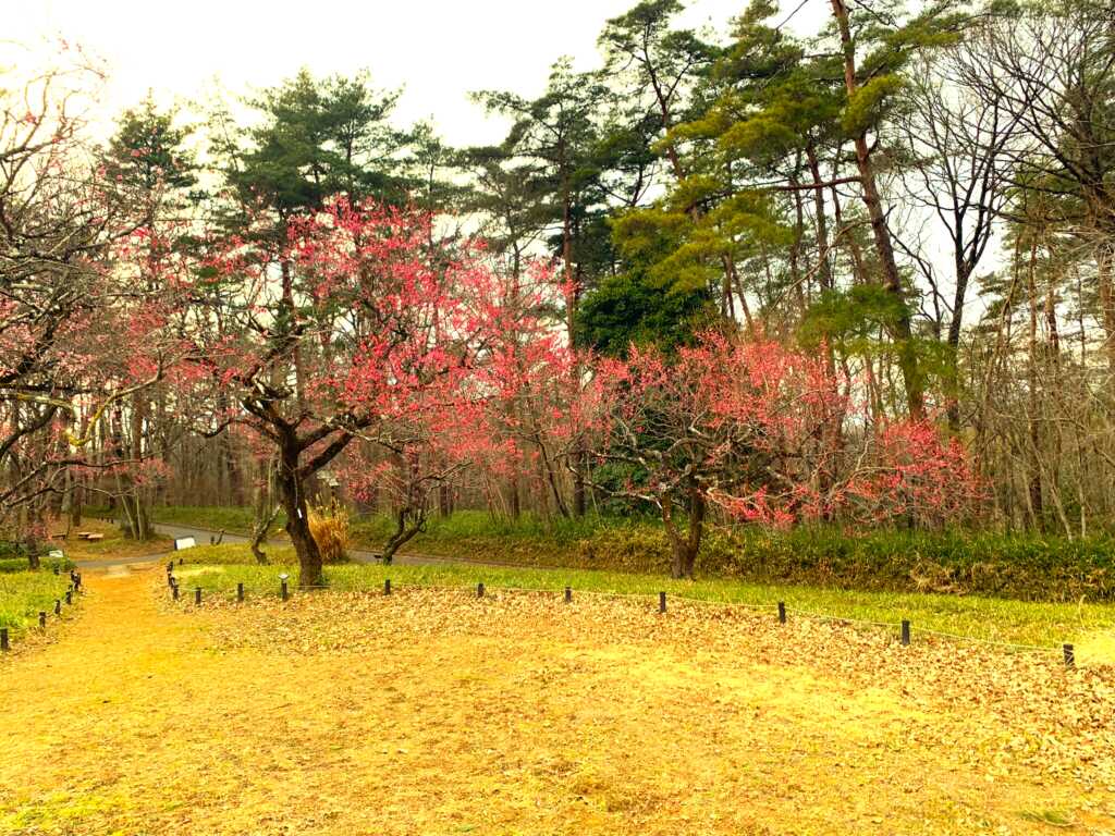 森林公園