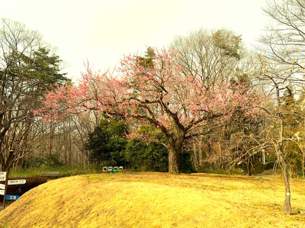 森林公園