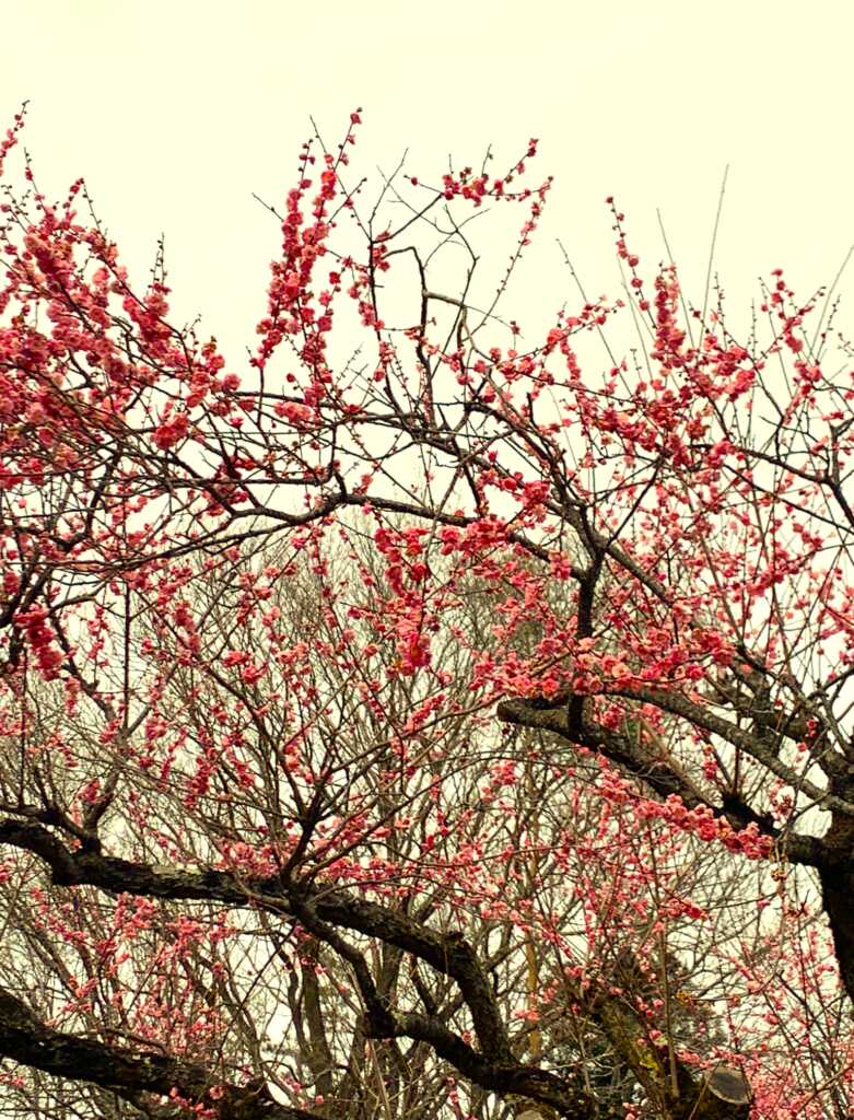 森林公園