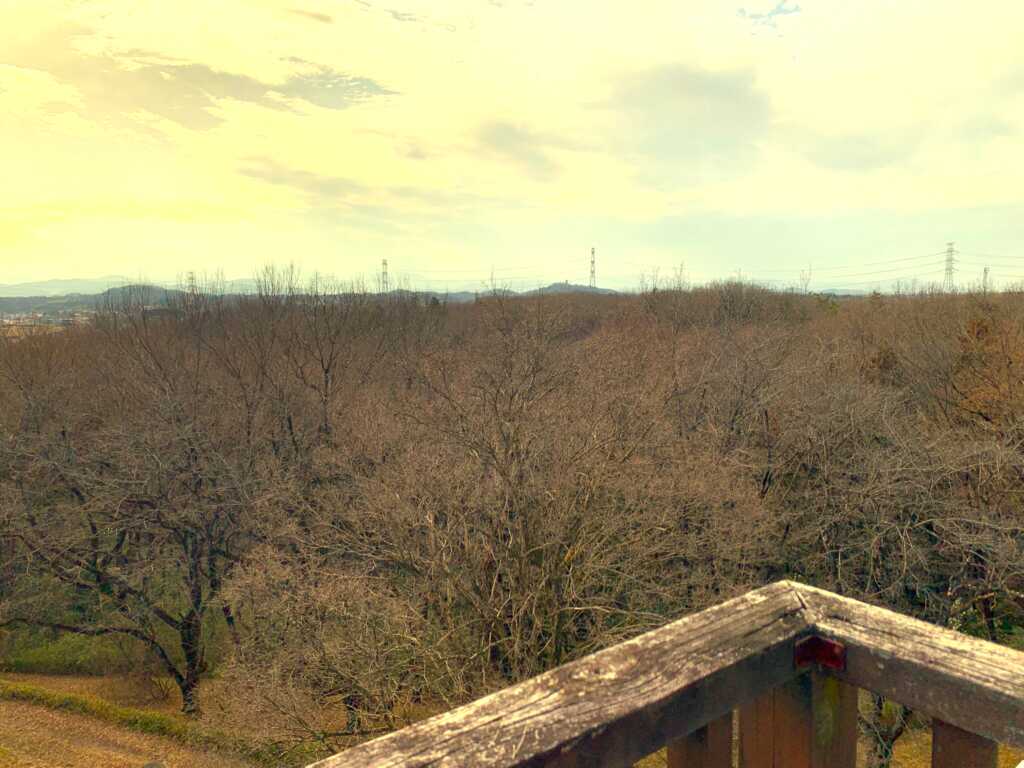 森林公園