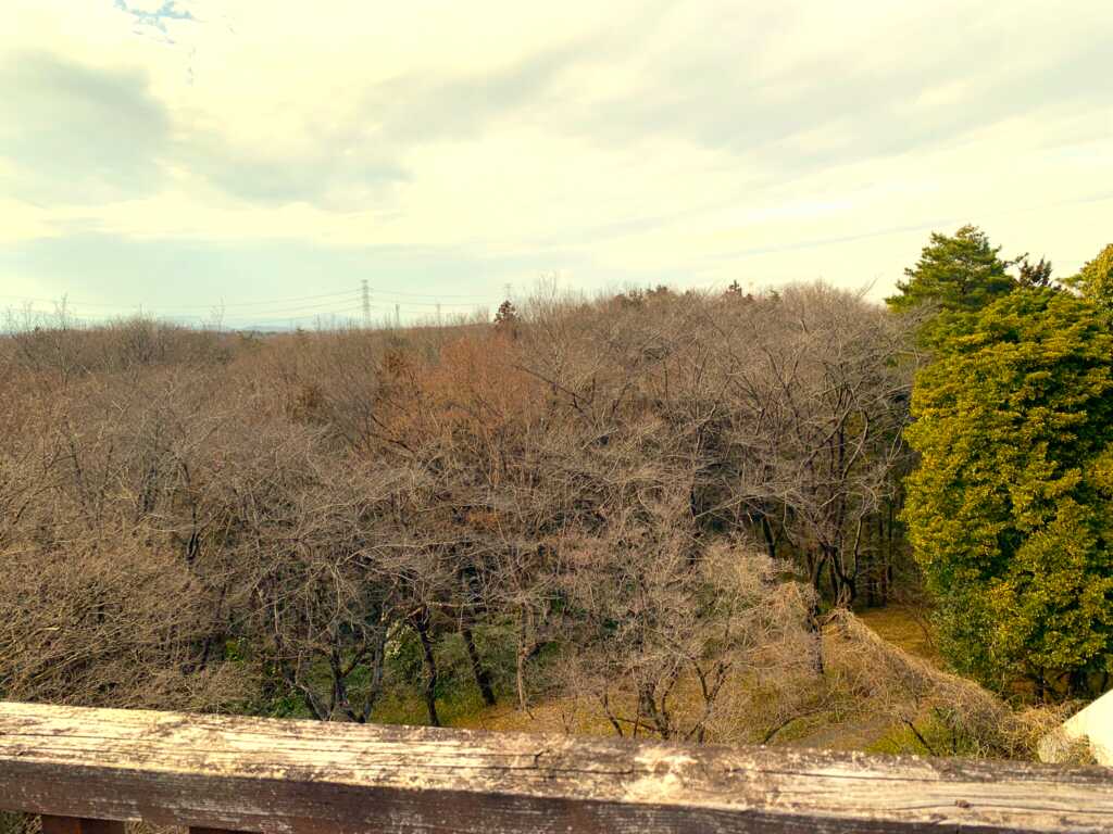 森林公園