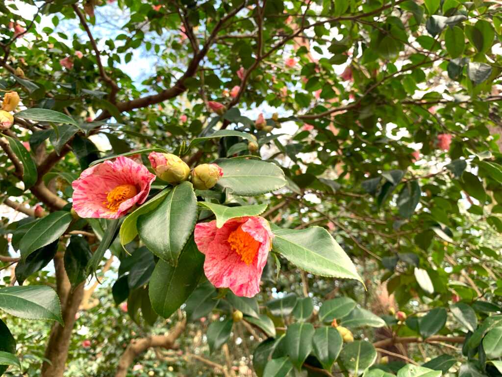 森林公園