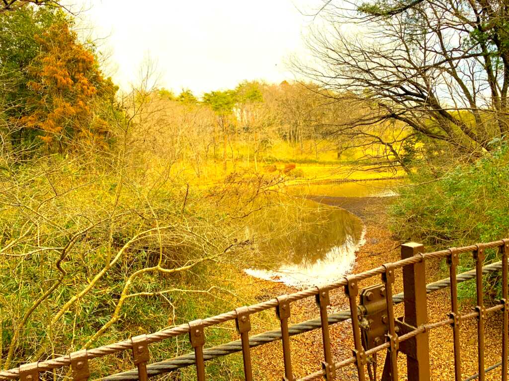 森林公園