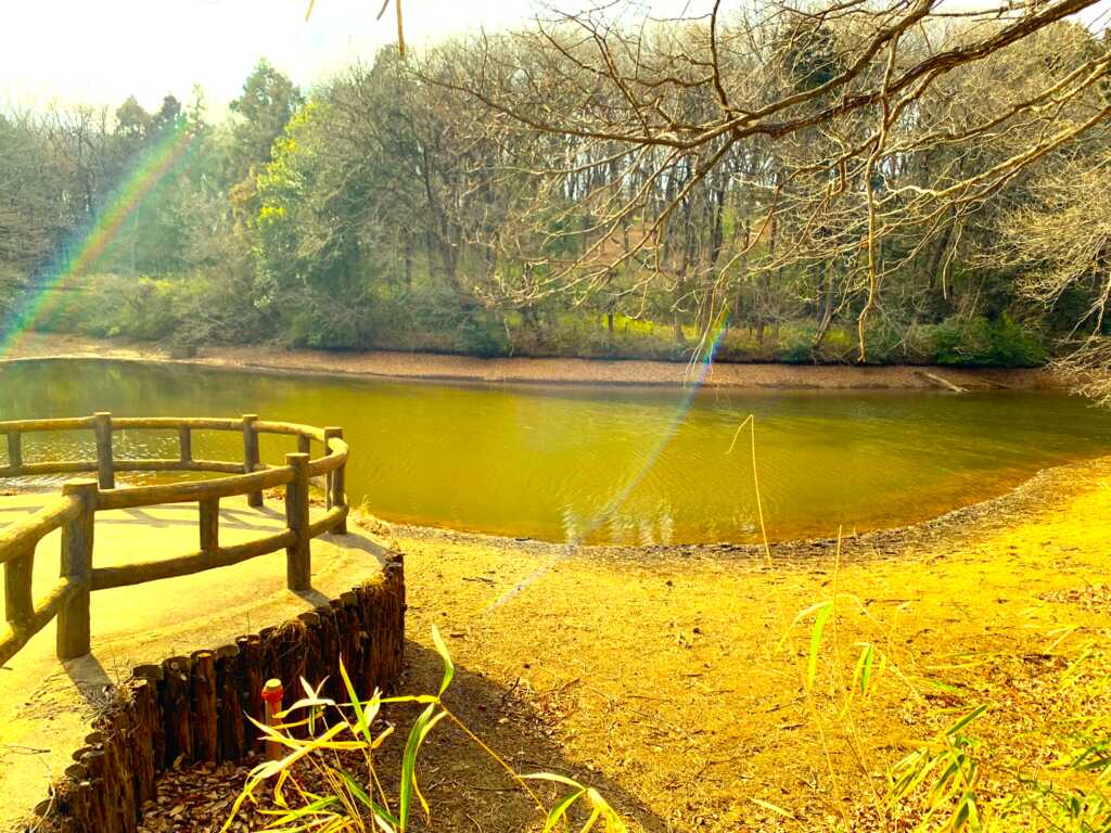 森林公園