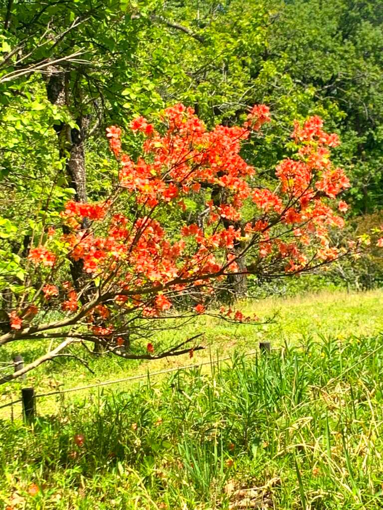 森林公園
