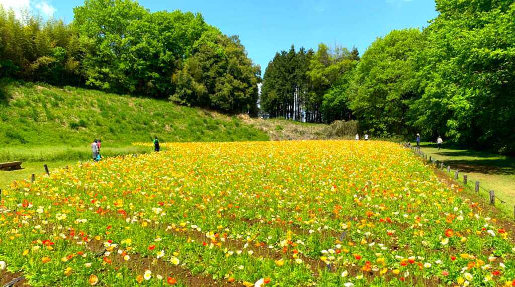 森林公園
