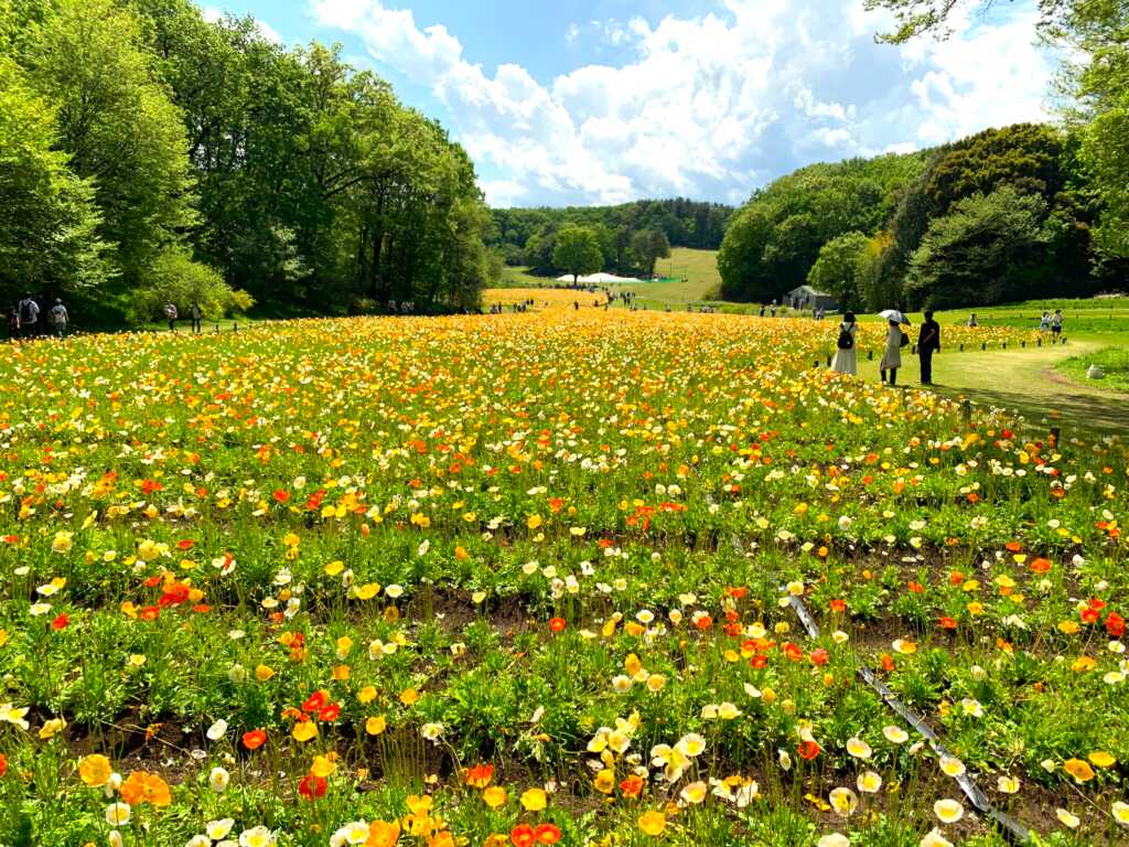 森林公園
