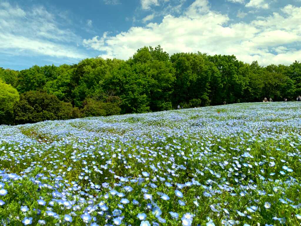 森林公園