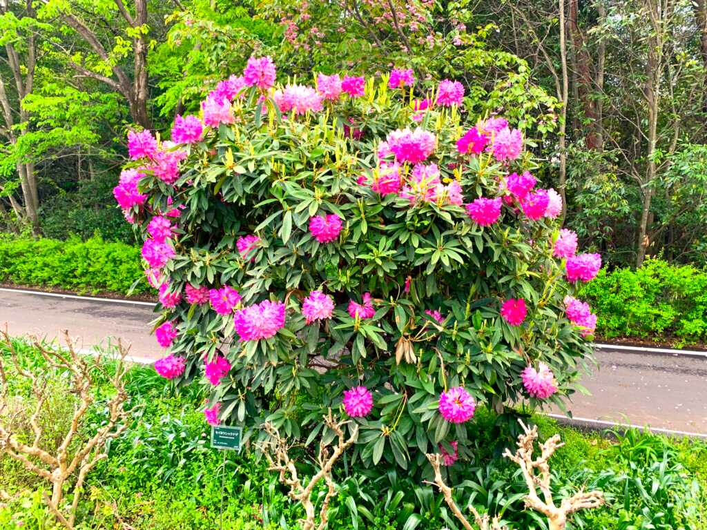 森林公園