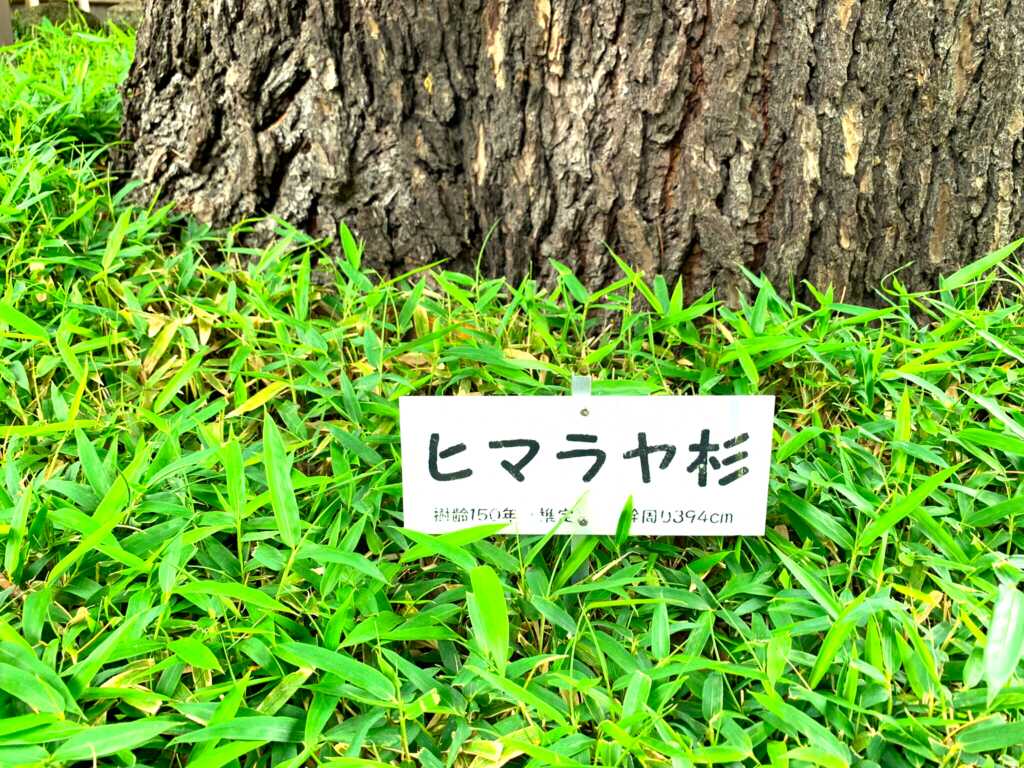 巨木/大木
