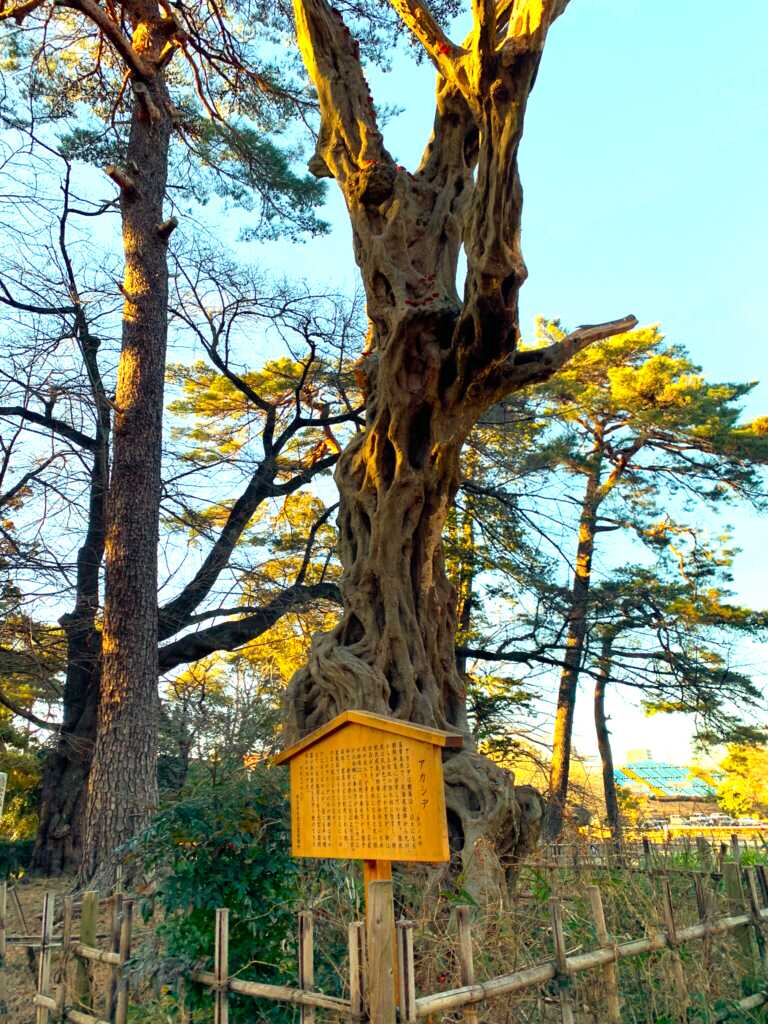 大宮氷川神社